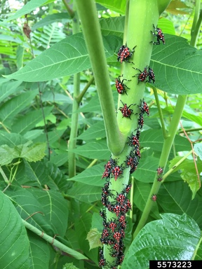 Immature spotted lanternflies feeding