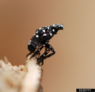 Immature spotted lanternfly