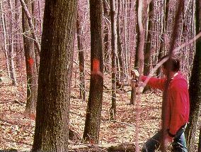 Forester marking trees for harvest.  Usually, a certified forester is needed at this point in a forest harvest activity. 