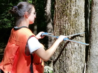 Forester measuring tree