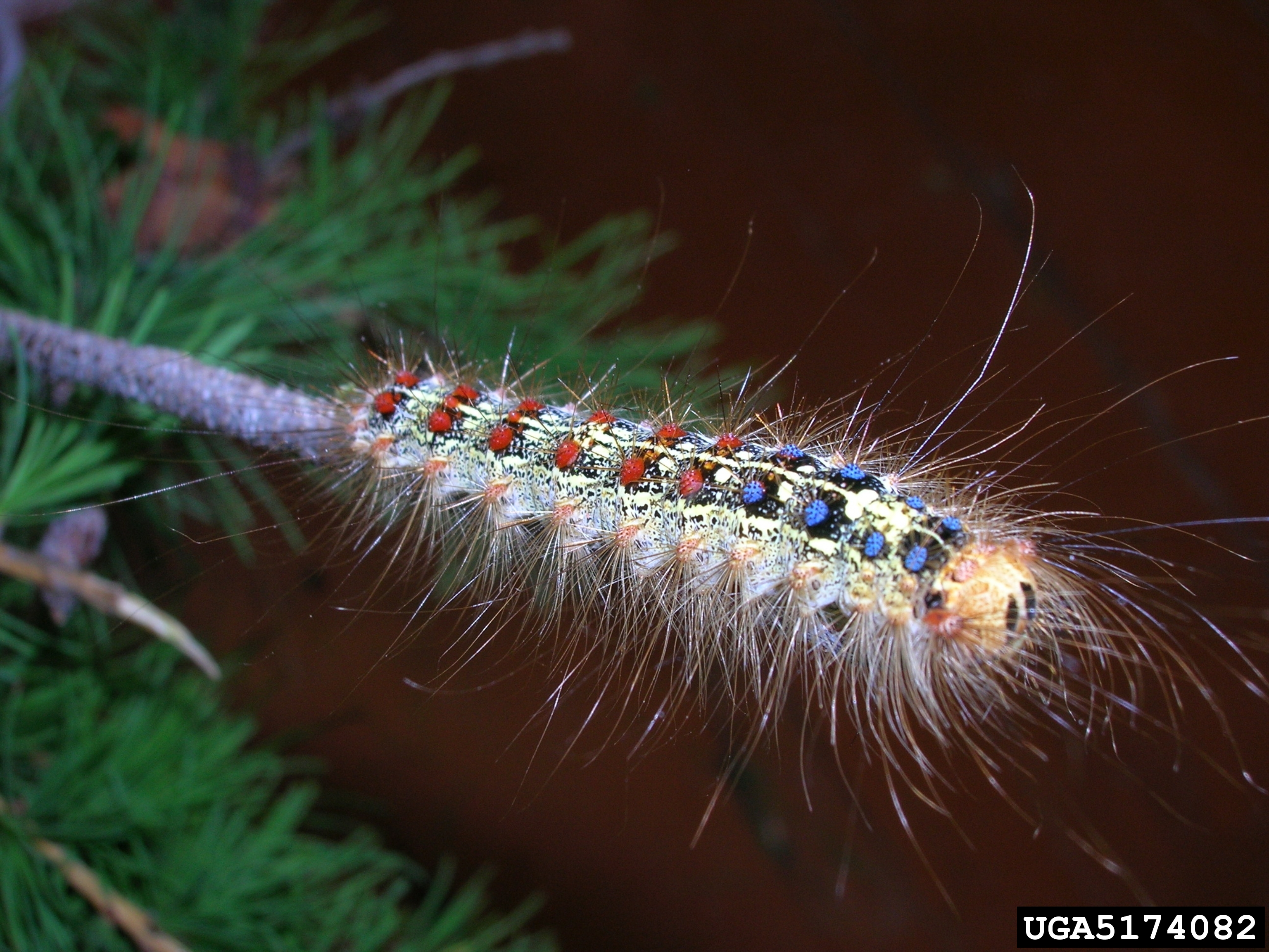 Asian gypsy moth caterpillar