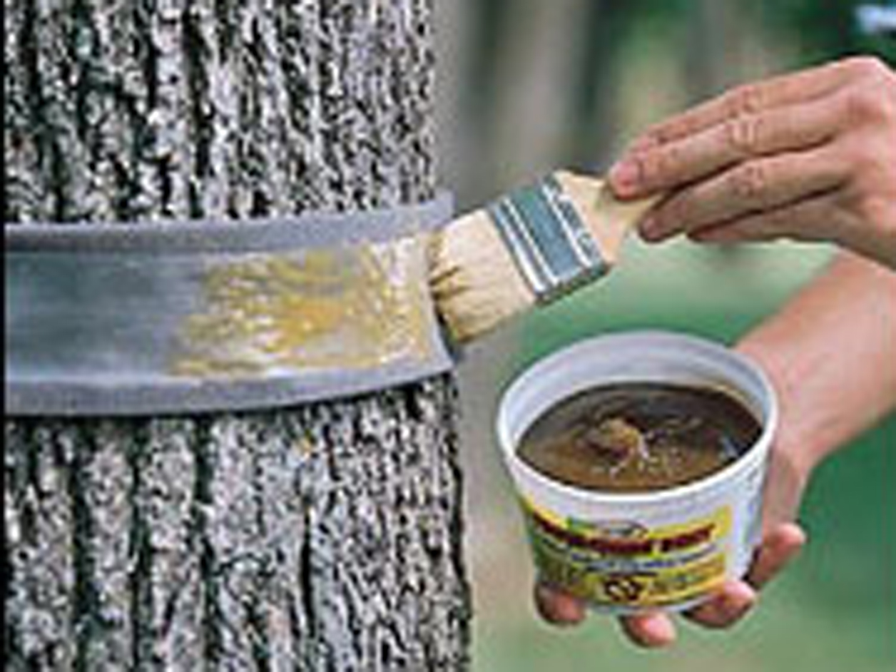 using a sticky material to help capture gypsy moth caterpillars