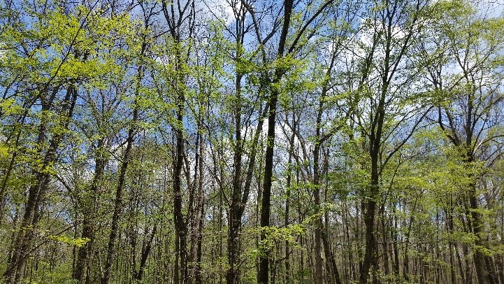 Woodland Damage from the Gypsy Moth