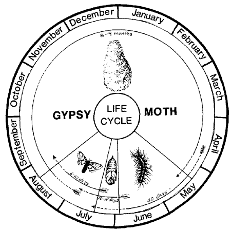 Gypsy Moth Life Cycle