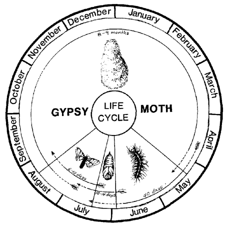 The Life Cycle Of A Moth