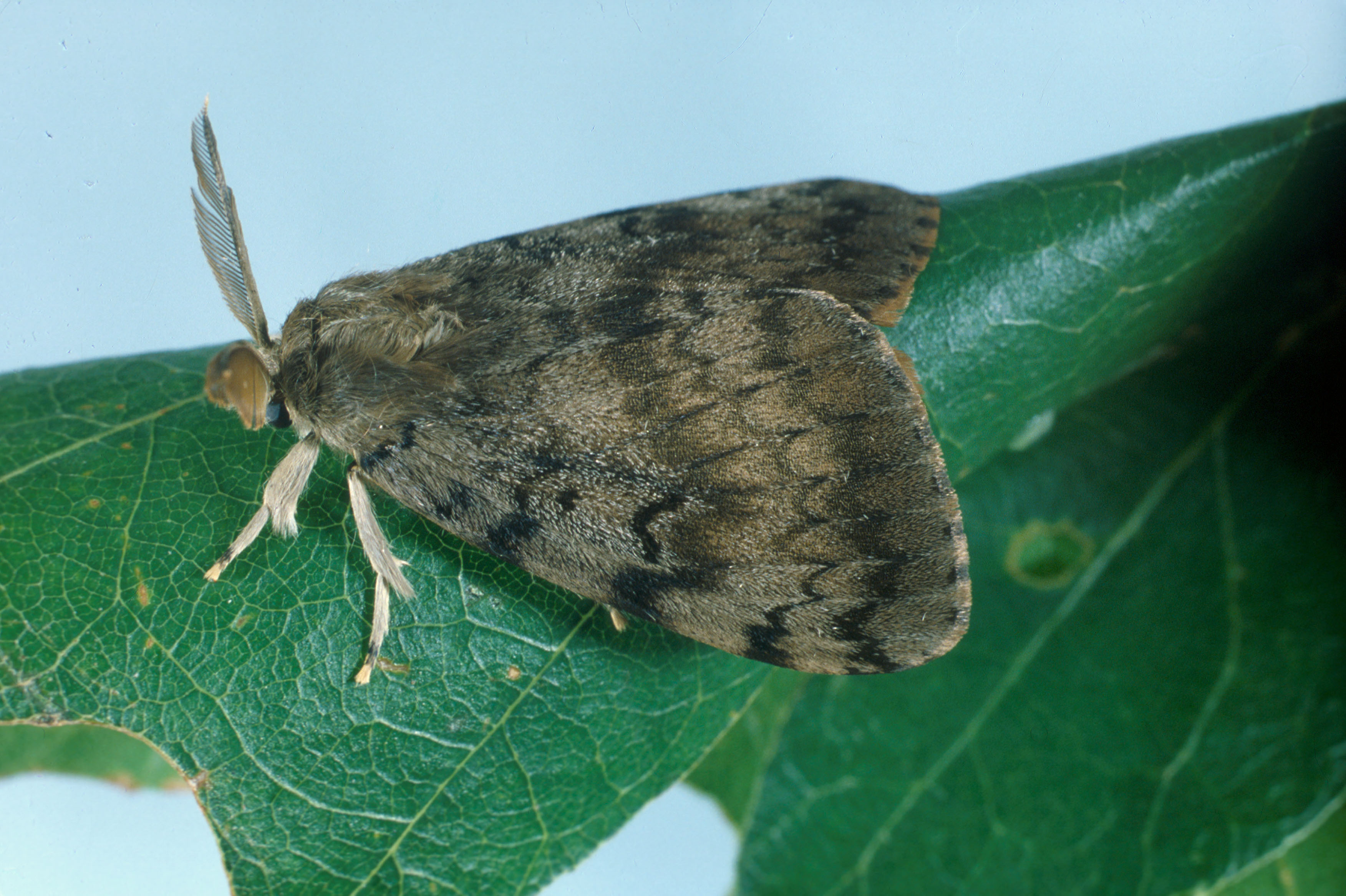 adult male gypsy moth - note the large antenae