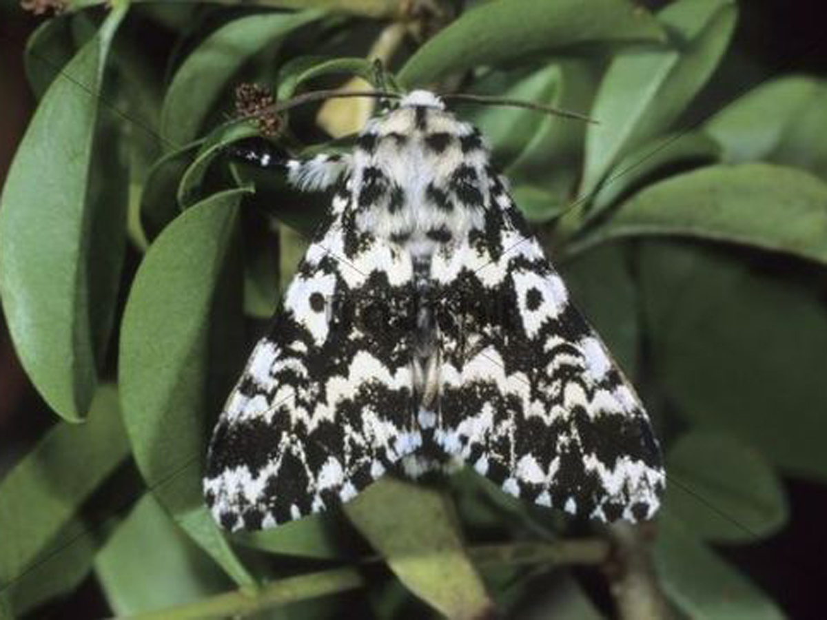 Adult Nun Moth - Female