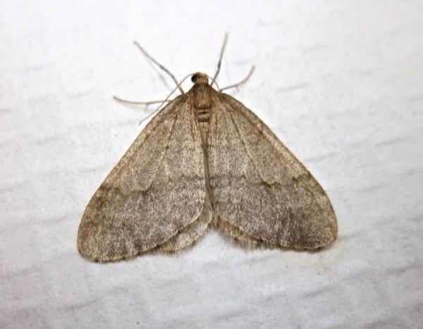 Winter Moth Adult - Female