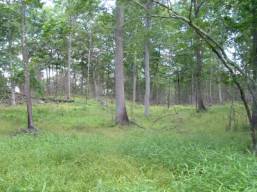 Grassy opening in Nehantic State Forest