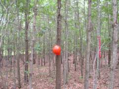 The forest of the future - oak saplings in the Nehantic State Forest