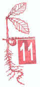Seedling Series Letterbox Stamp for Nehantic State Forest