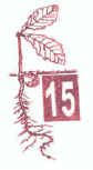 Seedling Series Letterbox Stamp for Pachaug State Forest