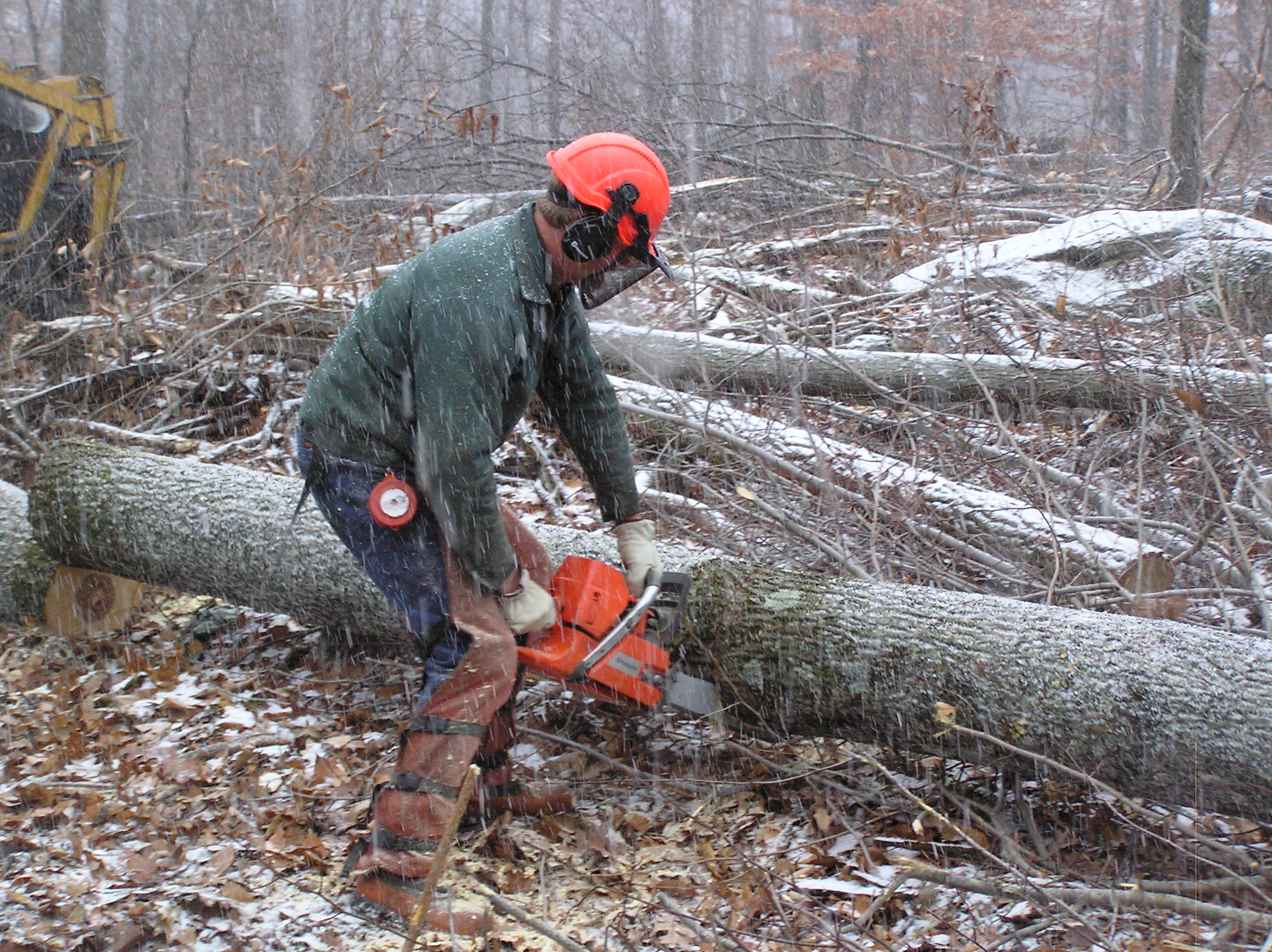 CT Trees and Urban Forests