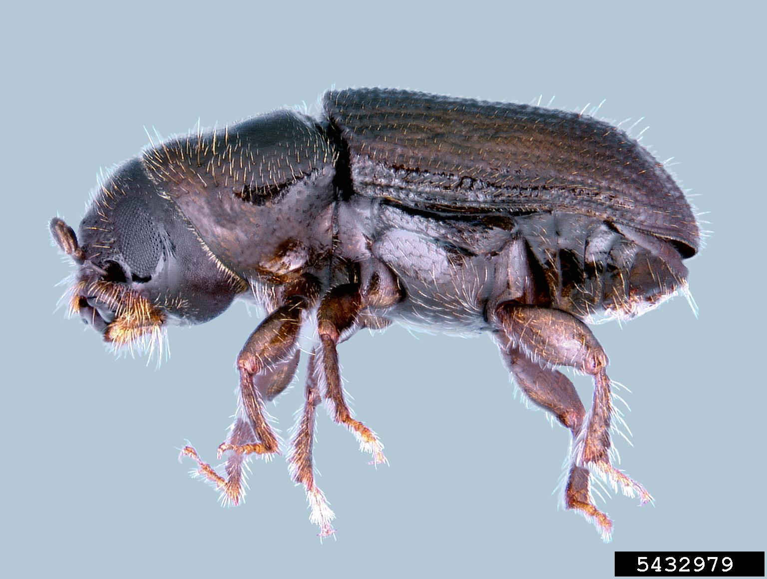 adult southern pine beetle