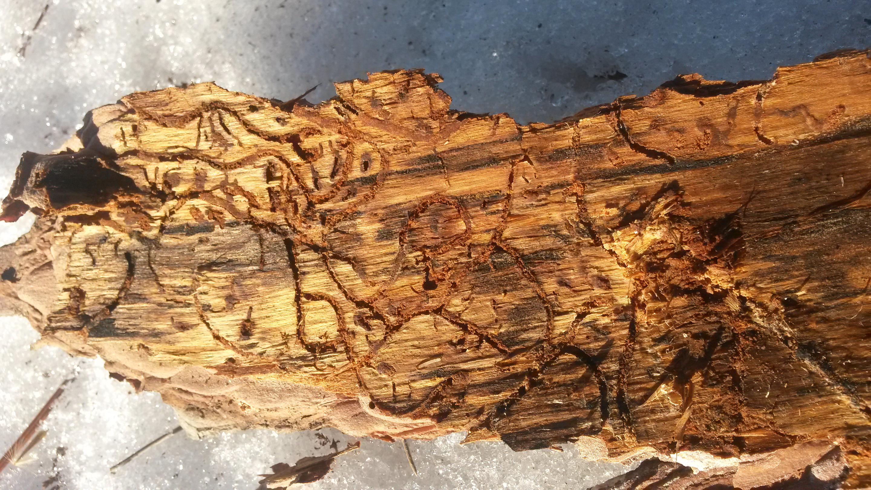southern pine beetle gallery beneath bark