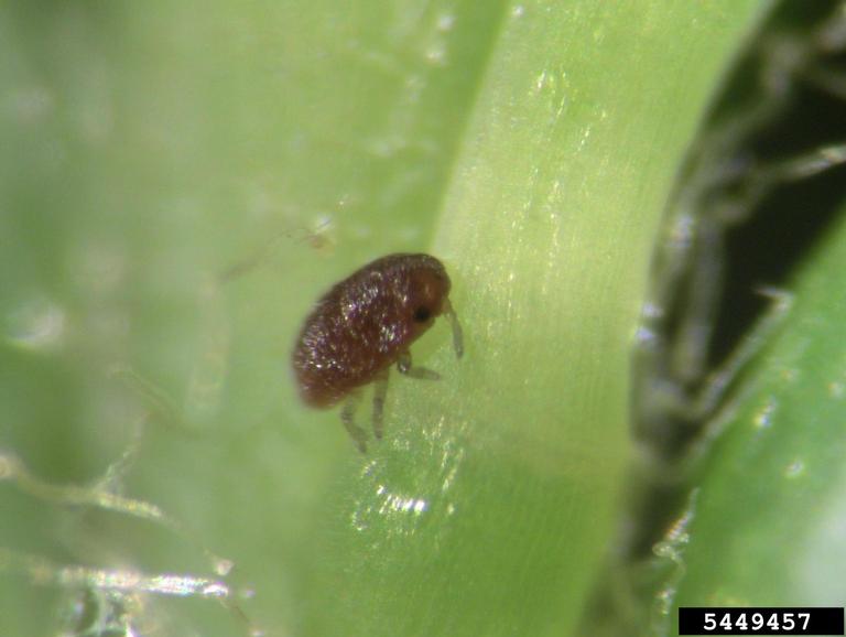 Hemlock Wooly Adelgid