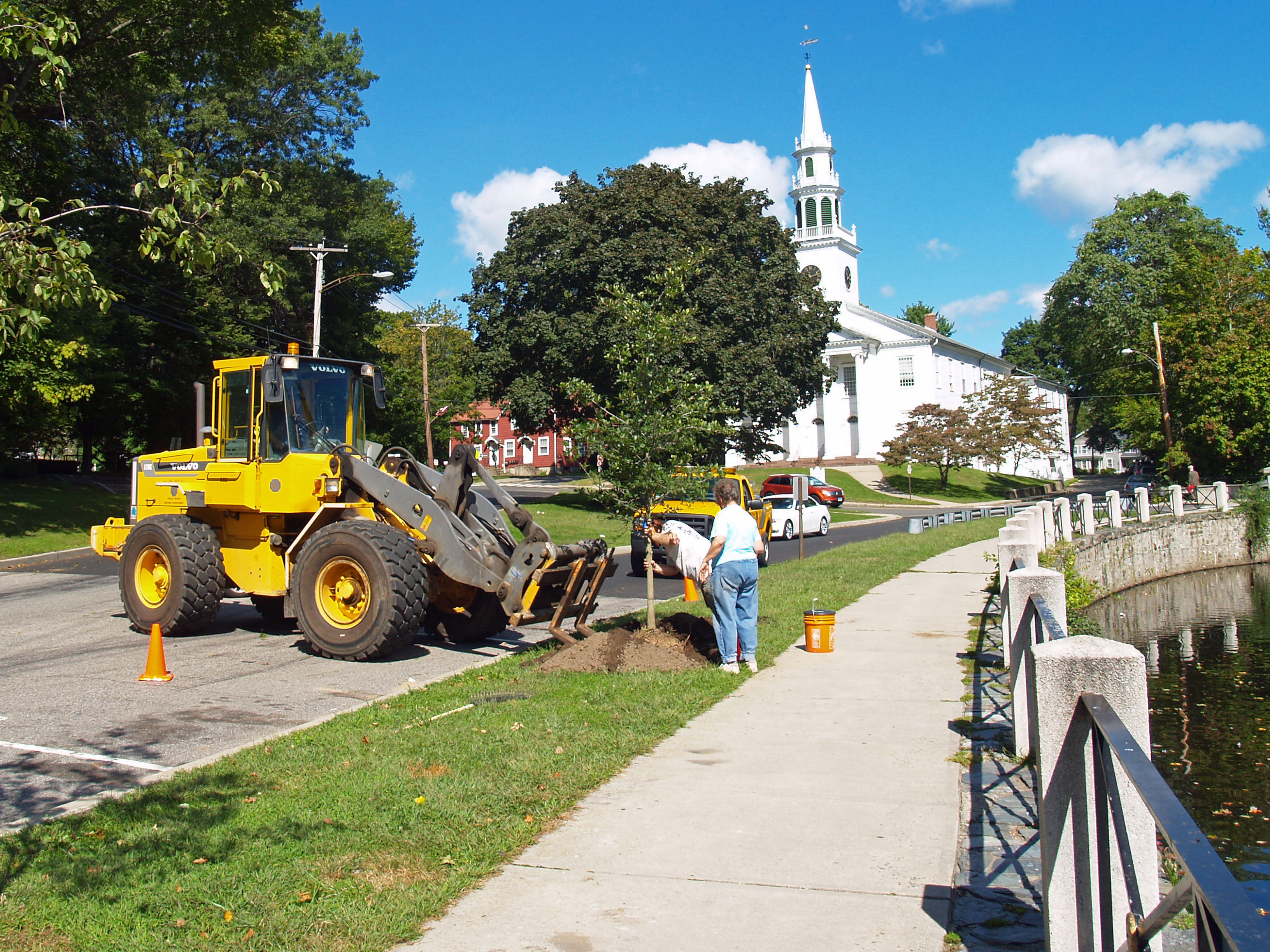 New tree being planted near the Upper Duck Pond in Milford
