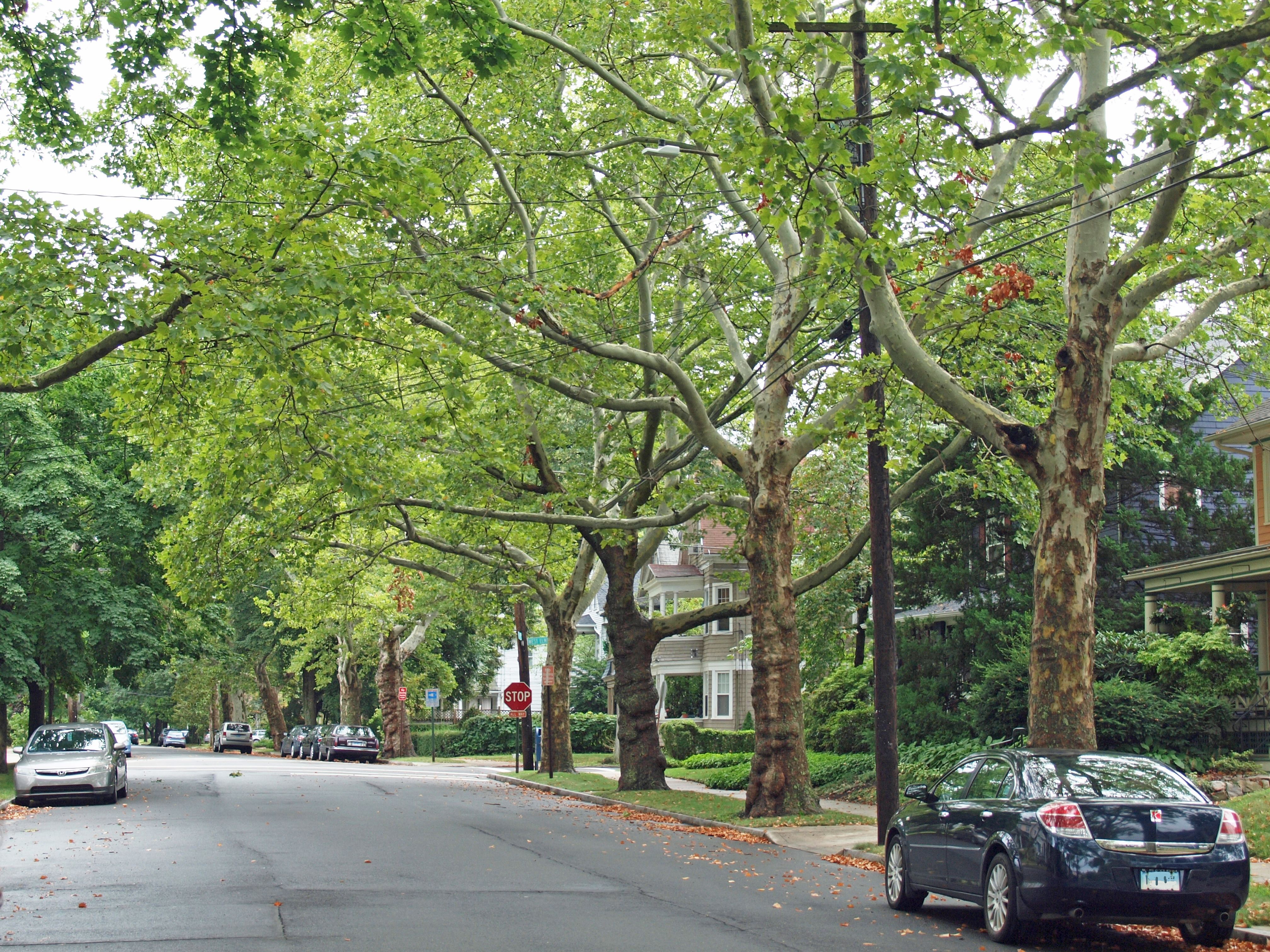 New Haven Street lined with Trees