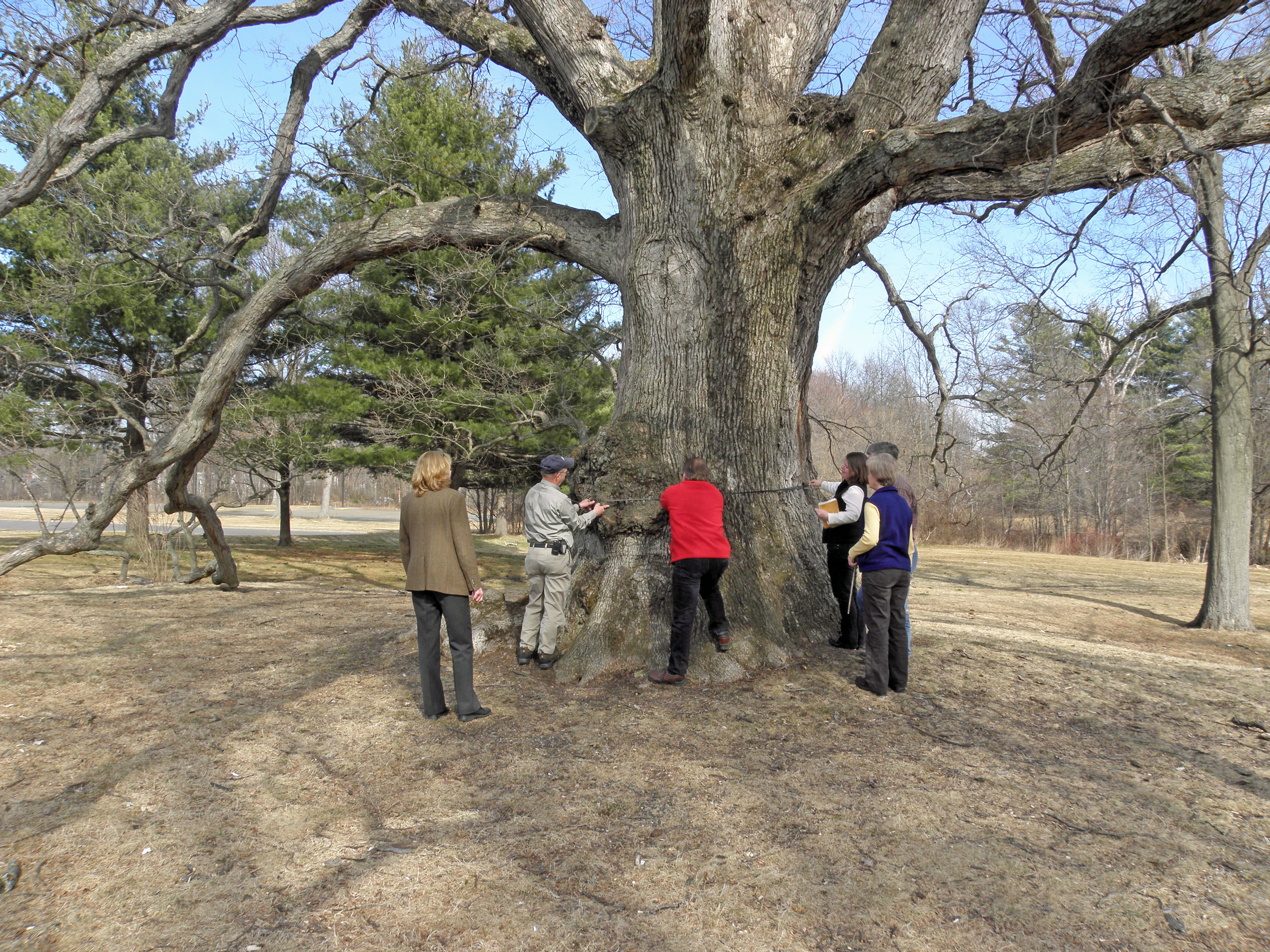 Large white oak in West Hartford on UConn Campus, with six people measuring it.