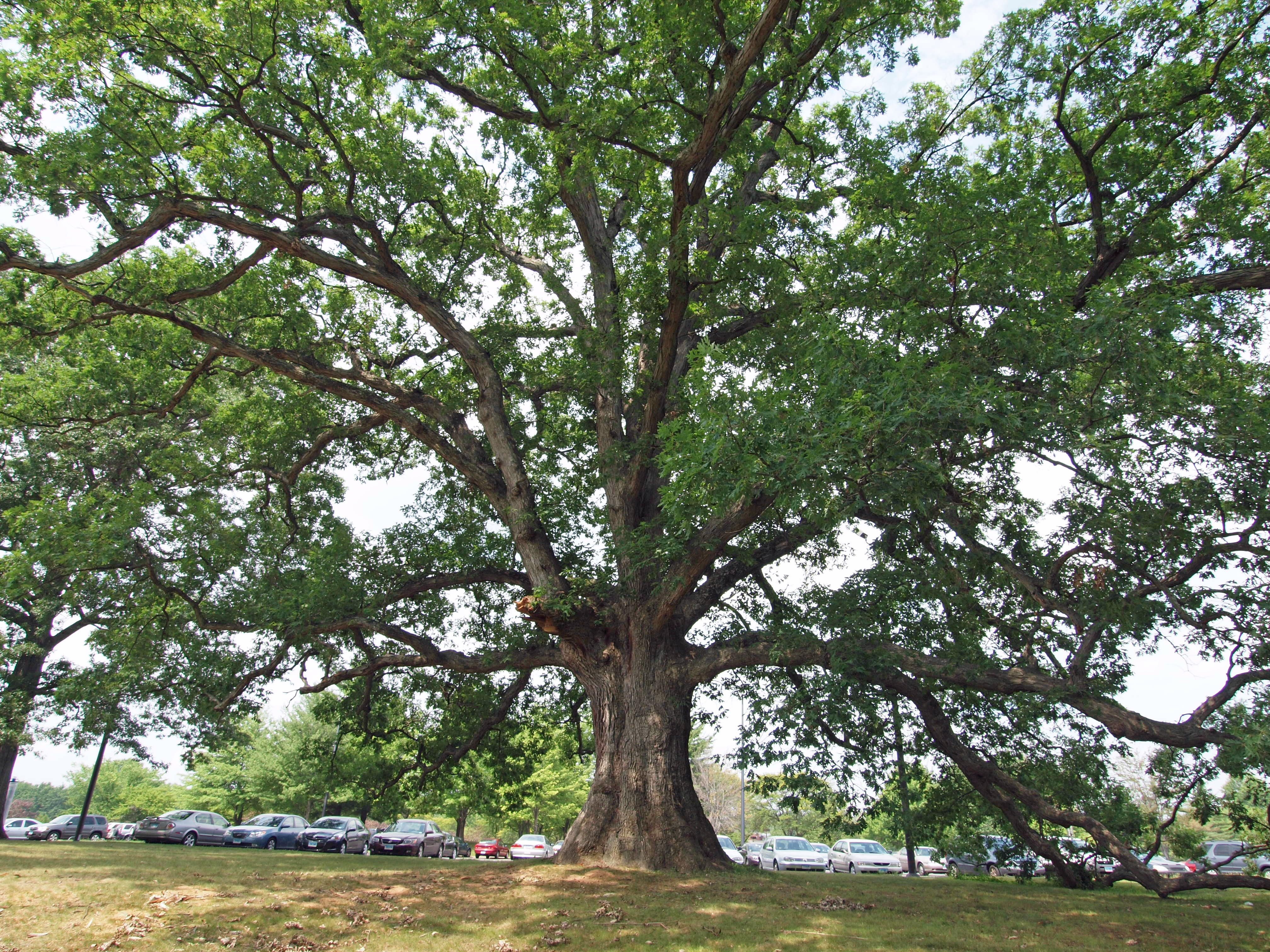 Large White Oak at UConn in West Hartford - crown view.