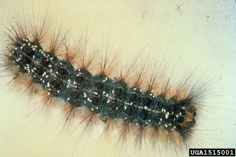 Gypsy Moth Larvae