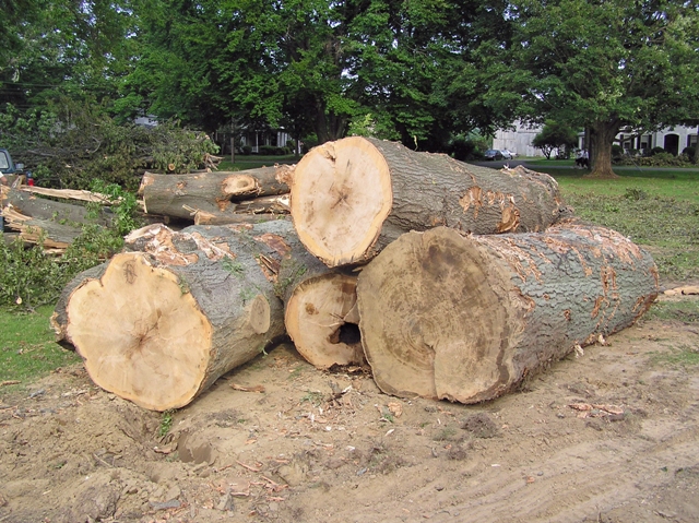 Harvesting of urban wood