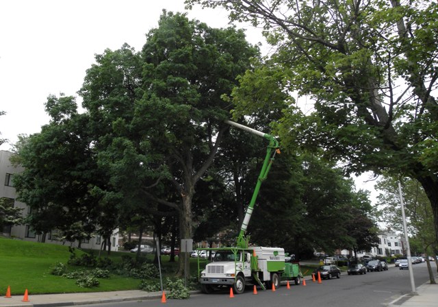 Tree maintenance in Connecticut