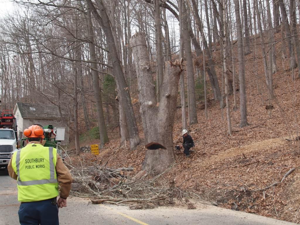 Sour=thbury Tree Removal