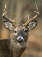 White-tailed Deer Buck