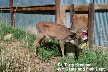 Captive deer infected with chronic wasting disease.