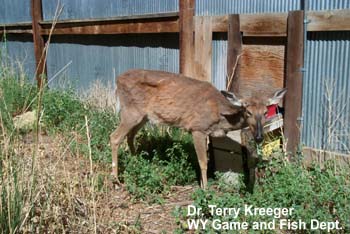 Captive White-Tailed Deer Fawn Mortality Secondary to