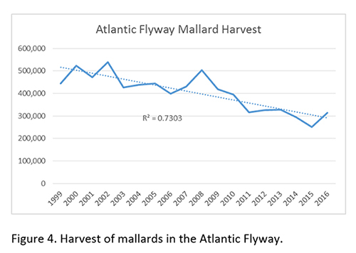 Graph showing the Atlantic Flyway mallard harvest.