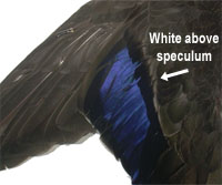 Black Duck/Mallard Hybrid Wing