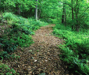 trail at ball pond