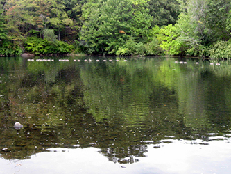 A flock of ducks enjoying the river is a common scene.