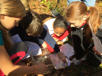 student volunteers looking for macroinvertebrates