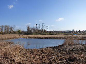A finished pool created for wildlife use. Excavated material is pushed to an upland edge or spread and groomed on the adjacent marsh which revegetates in one to two growing seasons.