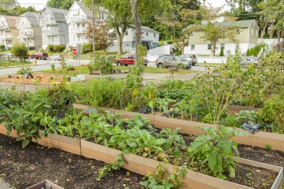 Community Garden in New London