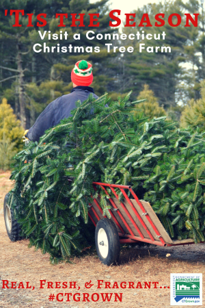 Connecticut Grown Christmas Tree Farms Opening This Week Statewide