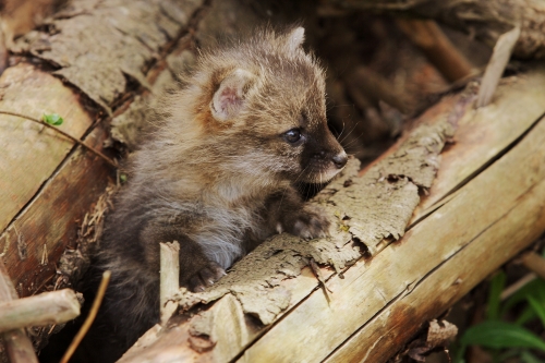 Gray Fox pup