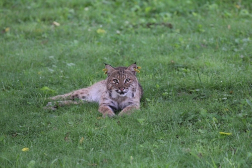 bobcat with yellow ear tags