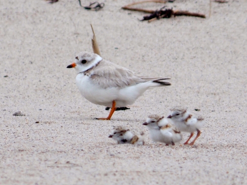 Adult piping plover and chicks