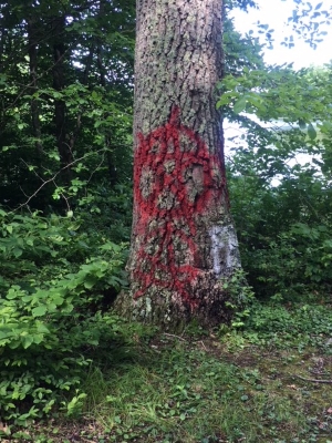 Vandalism at Lake Williams State Park