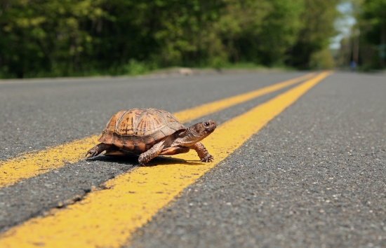 Box turtle cross the road