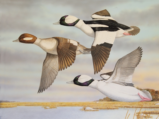 Buffleheads over Barn Island WMA