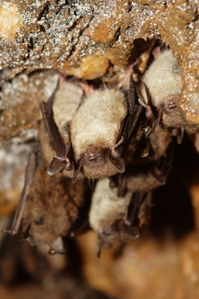 Little Brown Bats