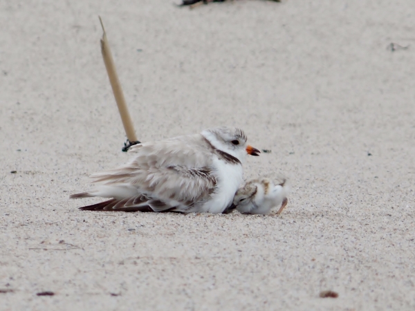 Adult piping plover and chicks