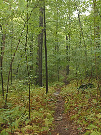 Cockaponset State Forest