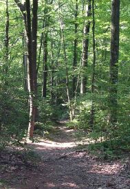 Trail at Enders State Forest