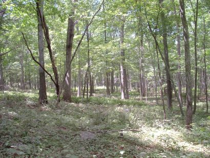 Photo of area of Native American burn in Nehantic Forest